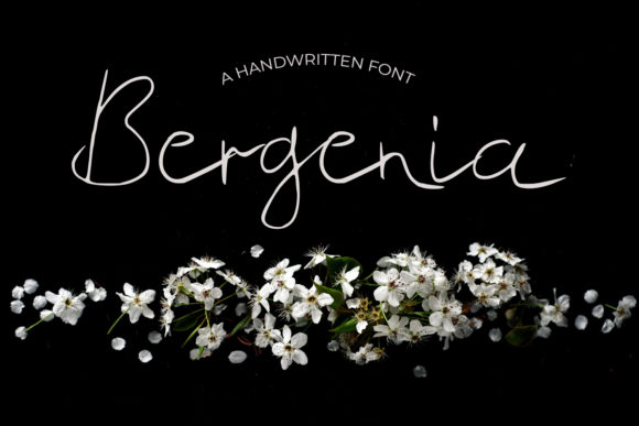 Bergenia